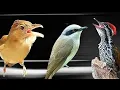 Download Lagu KOMBINASI BURUNG MASTERAN!!KAPAS TEMBAK-JINJING PETULAK-PELATUK ‼️