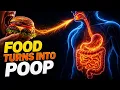 How Does Your Body Turn Food Into Poop Human Digestive System 3D Animation