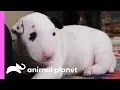 Excitable Pups Expend Some Energy With Agility Training Too Cute