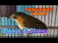 Download Lagu Suara burung plenduk  dada putih / plenduk bukit
