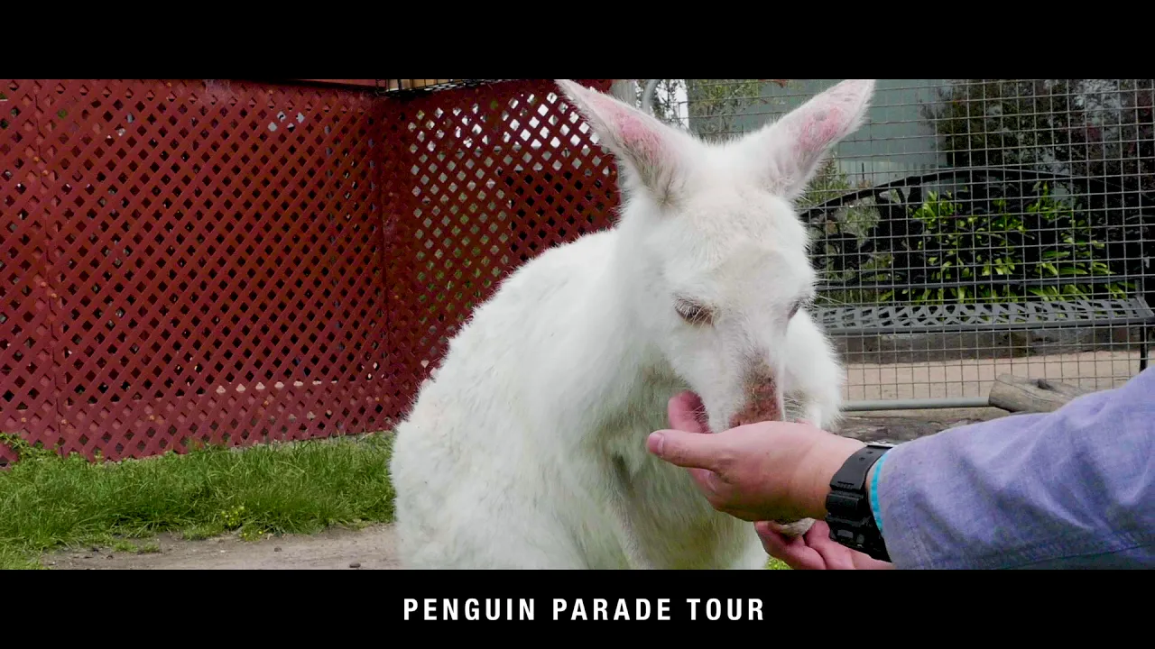 オーストラリア メルボルン発着 フィリップ島ペンギンパレード＆ ワイルドライフパークツアー＜日本語ガイド付き / 少人数制ツアー＞　【MR JOHN TOURS】