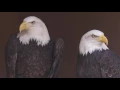 Grant s Getaways Eagle Watch in The Dalles