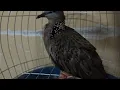 Lagu Dove Malaysia 3-4 #dove #birds #pigeon #dekukur #naturedekuku3 4