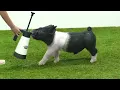 Flatland Showpigs XB 17-3