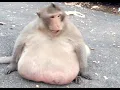 Tribute to Uncle Fatty