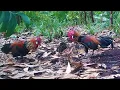Download Lagu SANGAT PUAS MIKAT AYAM HUTAN DI LOKASI INI