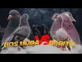 BURUNG DESA JUGA BISA JUARA DAN MEWAH KERJANYA !!! LAPAK GLAGAH INDAH MAGELANG