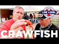 How to Eat a Crawfish from Gar Joe s Crawfish in Wichita KS