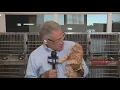 Oxnard shelter gets rescued Pets won t be euthanized