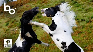 Wild Stallion Fight at the Summit : Females Submit | Nature | Animal Fight