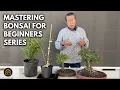 Beginner Bonsai How to Make Your First Bonsai for Almost Nothing