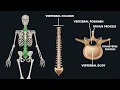 Anatomy of Vertebral Column Spine 3d animation