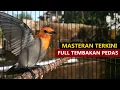 Download Lagu Suara Prenjak Keres (kemade jawa) GACOR NGALAS | Masteran burung kecil FULL TEMBAKAN PEDAS utk isian
