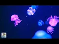 Download Lagu Soothing Jellyfish Aquarium ~ Relaxing Music for Sleep, Study, Meditation \u0026 Yoga