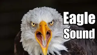 صوت لاخافة طائر الوروار دندنها