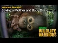 Lagu Orangutan Baby and Mother Saved [4K] | Borneo Wildlife Warriors (S02E05) | SZtv