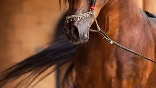 دحية قلبي في الهوى سارح انس ابو جليدان وايوب ابو جليدان 