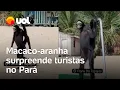 Download Lagu Macaco-aranha que ‘anda como gente’ surpreende turistas no Pará