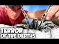 America s ANGRIEST Wolf Spider Lurks Beneath Your Feet Weird Planet