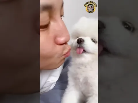 Animais Engraçados | Animais Dublados - Parte 4 🎙️🐾