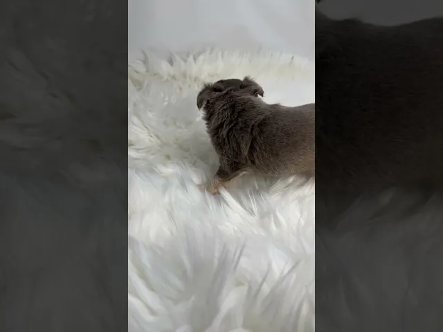 動画