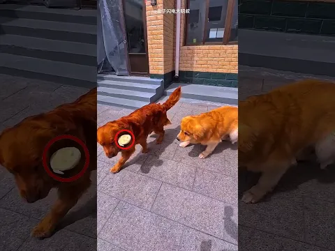 Wait for the Left Dog! 🤯