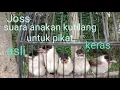 Download Lagu Suara anakan kutilang joss untuk pikat