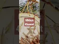 Download Lagu L.vannamei SHRIMP speed growth by shenglong feed.....
