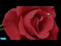 Richie Spice ft. Kathryn Aria - Beautiful Life🌹 (January 2019)