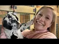 Picking Our Adorable New Great Dane Puppy Millie