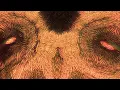 Hiatus Kaiyote - Get Sun (feat. Arthur Verocai) [Thane Q Remix]