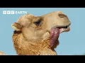 Download Lagu A Camel's Love Sac | 4K UHD | Mammals | BBC Earth