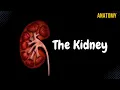 Kidneys Functions Structures Coverings Nephron