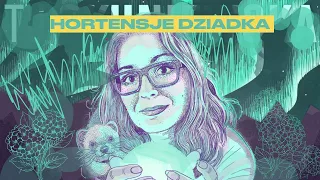 Hortensje Dziadka
