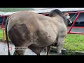 Download Lagu EEEHH APA BENER SAPI INI DARI MAS HERMAWAN SETIA FARM❓🔥🔥🔥