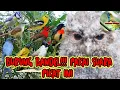 Download Lagu suara pikat burung kecil ribut ampuh atasi burung bandel susah turun paling ampuh anti zonk st04