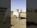 Download Lagu Que Boi é esse?
