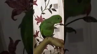 صوت ببغاء الدرة تصفير اقرأو في صندوق الوصف 