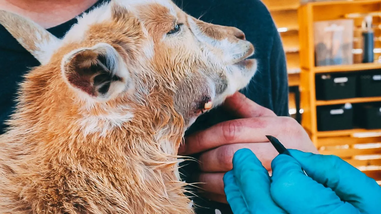 We go Dr. Pimple Popper on our GOAT