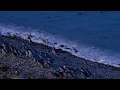 The Oamaru Blue Penguin Colony - Waitaki New Zealand