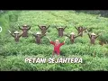 Susu Jahe SidoMuncul - Petani Sejahtera (2 Versi) (2022)