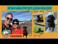 4 Best Off-Leash Dog Beaches and Parks in San Francisco Local s Guide