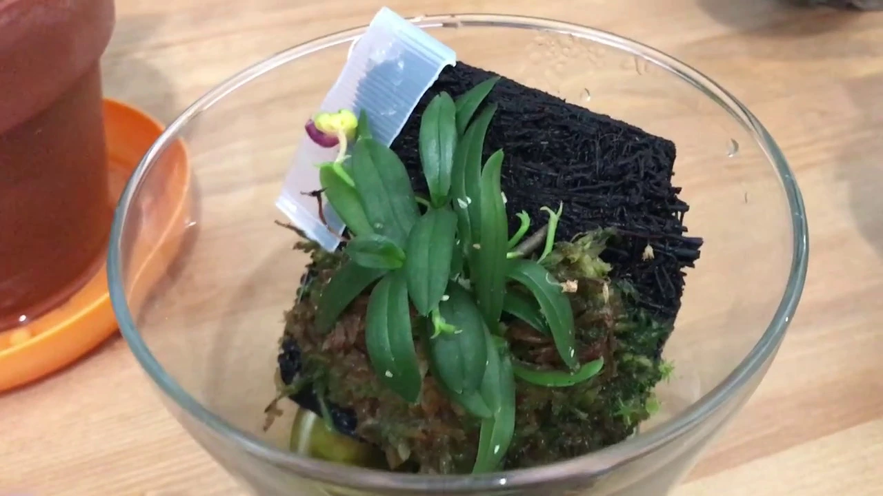 ORCHID SPECIES: ARE THEY WORTH GROWING?