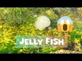 Download Lagu Visit Maharbeach Saudi Arabia @Aathira-athiyan #jellyfish #saudiarabia #beach #travel #youtubevideo