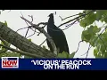 Peacock attack Vicious peacock sought after escaping zoo biting man LiveNOW from FOX