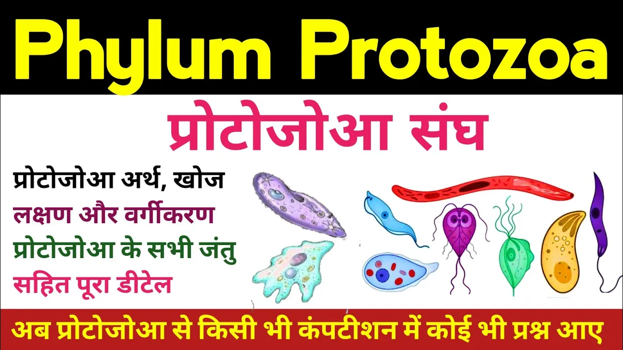 phylum protozoa | Protozoa in hindi | protozoa general characters & classification | animal kingdom