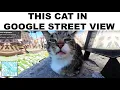 Download Lagu CAT MEMES