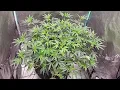 GUSH MINTS - FLOWER DAY 4