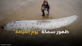 سمكة نذير الهلاك تعود للظهور مجدد ا فماذا نعرف عنها 