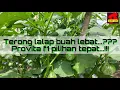 Download Lagu Terong lalap buah lebat...??? Provita f1 pilihan tepat...!!!